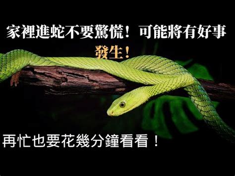 家裡出現蛇怎麼辦|家裡出現蛇：代表什麼，該如何應對？